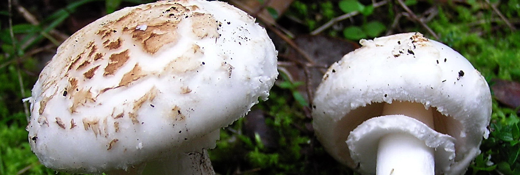 Nel mare artico   ... quiz